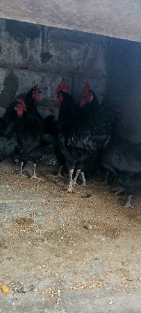 થંબનેલ 3