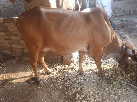 ગાય વેચવાની છે