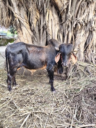 થંબનેલ 3