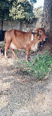 ઓરિજનલ ગીર ગાય વેચવાની છે
