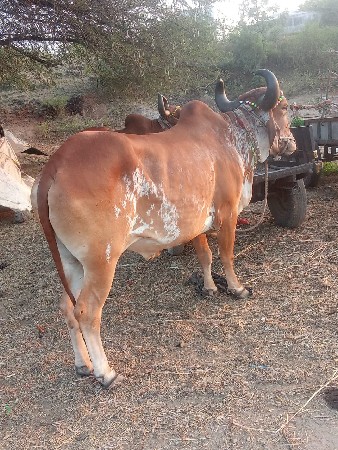 બળદ વેચવાના છે