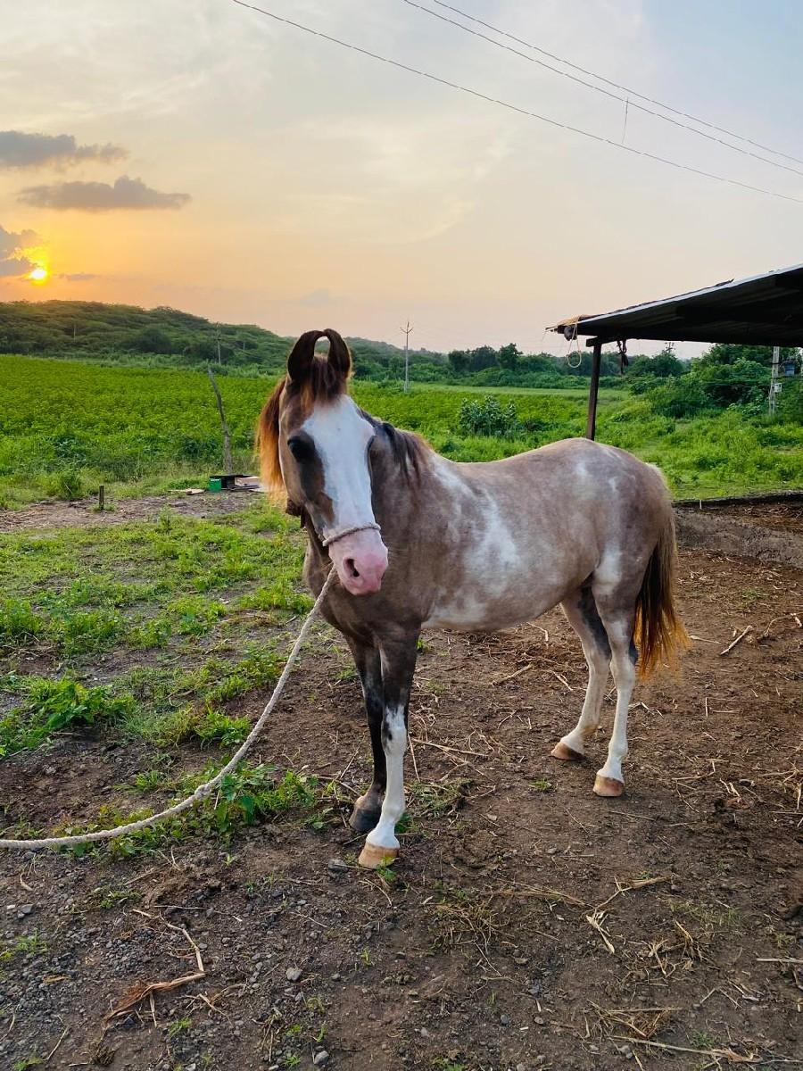 थंबनेल 2