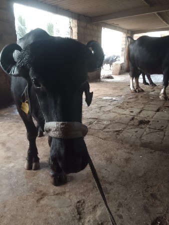 ચાર ચાર લીટર દૂધ પેલું વેતર વિયાણી