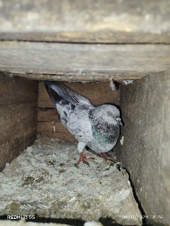 થંબનેલ 2