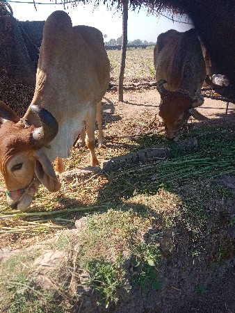 બળદ વેચવાના છે