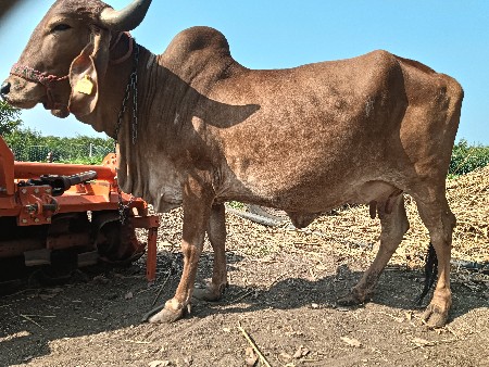 थंबनेल 3