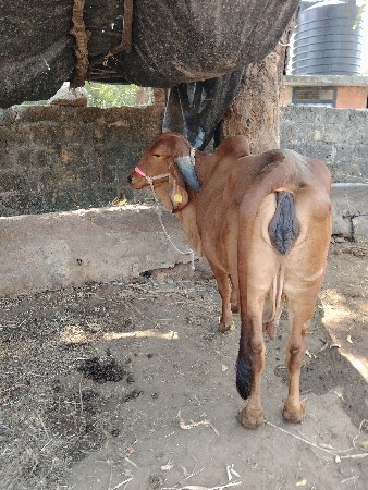 થંબનેલ 3