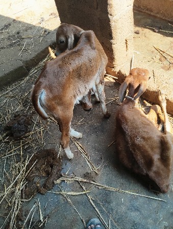 थंबनेल 3