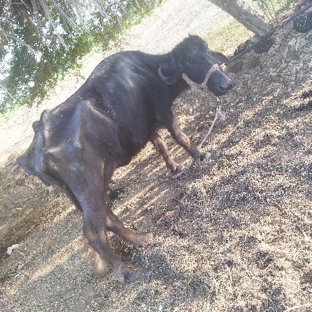 थंबनेल 3