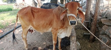 થંબનેલ 3