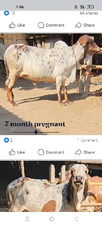 ઓરીજનલ ગીર ગાયુ વેચવાની છે