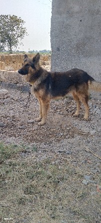 કુતરો વેચવાના છે