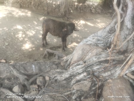 પાડોદેવો