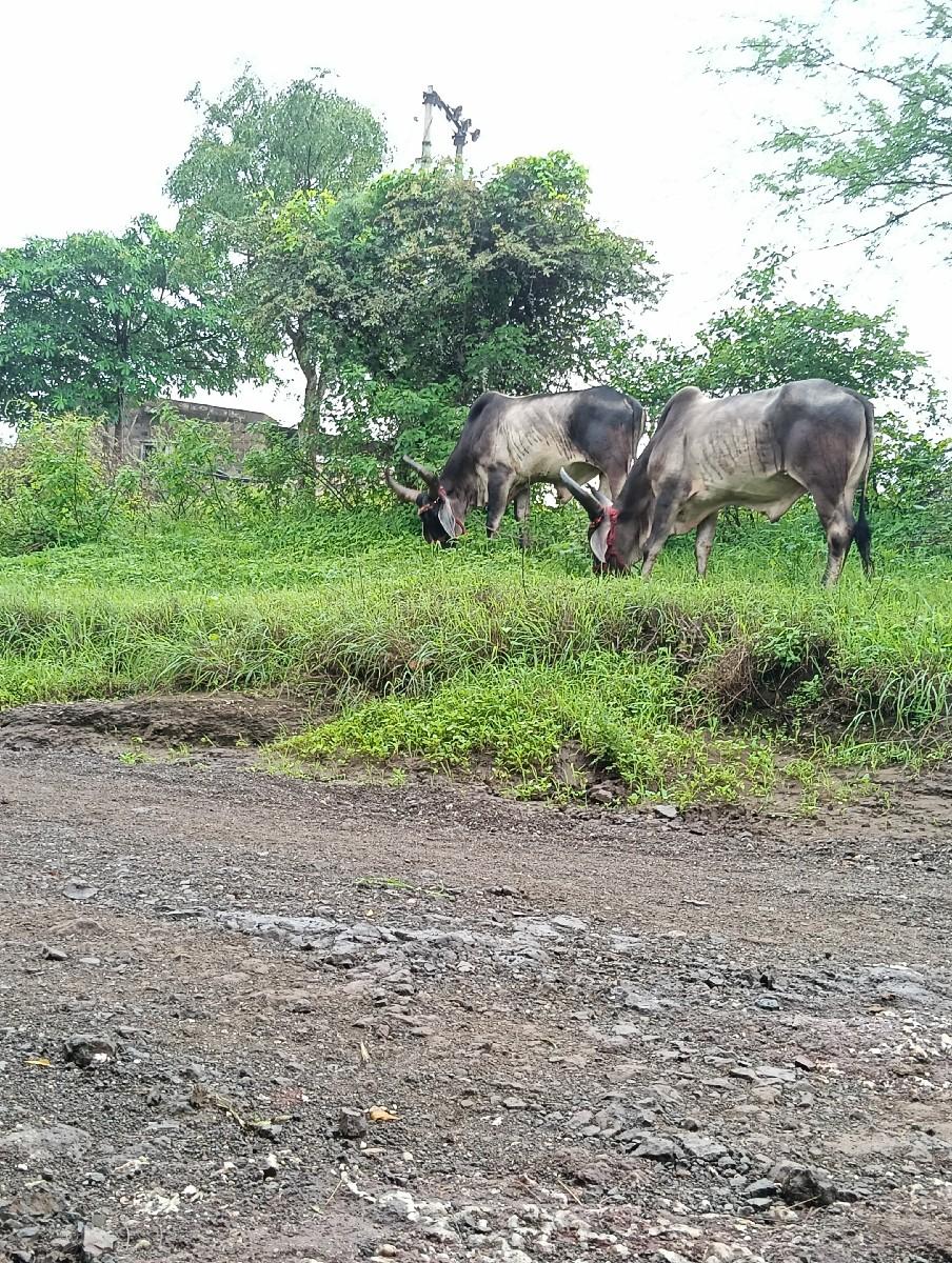 બળદ વેચવાના છે