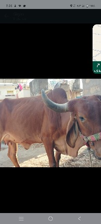 ગાય વેચવાની છે