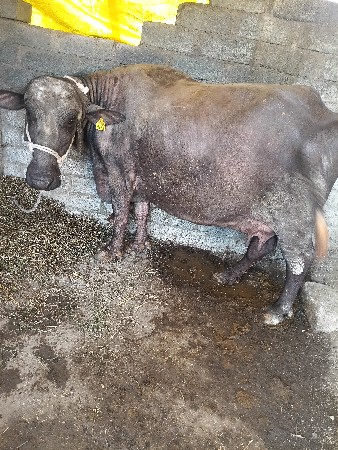 થંબનેલ 3