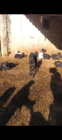 બોકડા વેચવાના છે