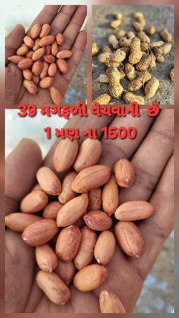 મગફળી