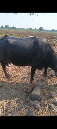 9723197610 આ નંબર માં ફોન કરવો