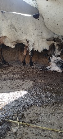 તાજી વિહાણે લી