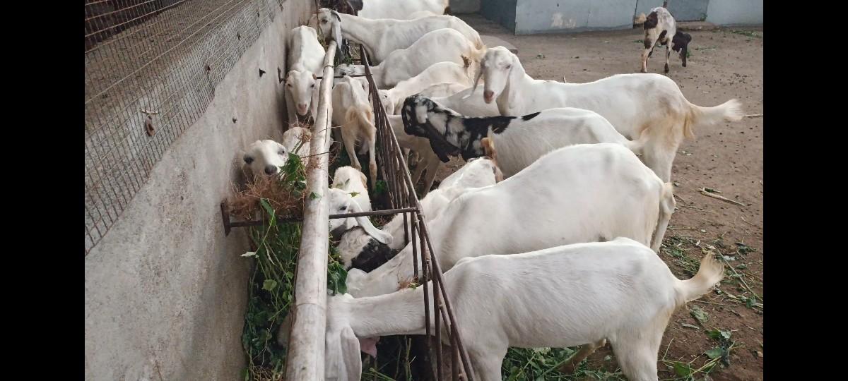 બકરા બકરીઓ વહેંચવાની છે...