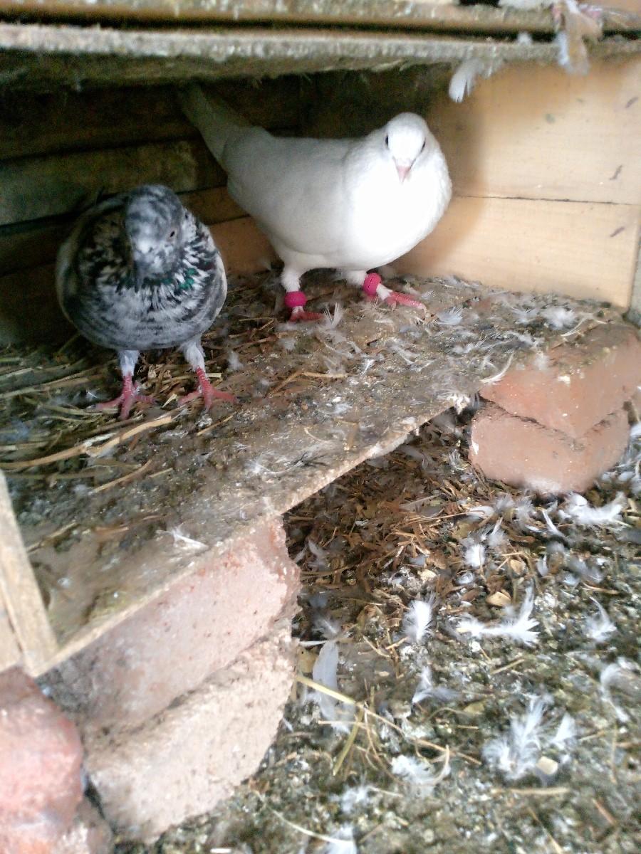 थंबनेल 3