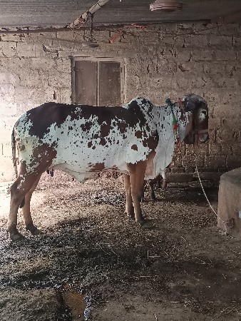 હોરકિ વેચવાની સે