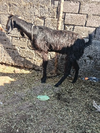 थंबनेल 2