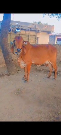 થંબનેલ 2