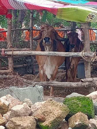 थंबनेल 2