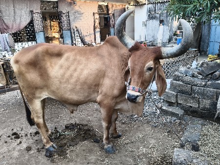 थंबनेल 2