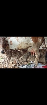 થંબનેલ 3