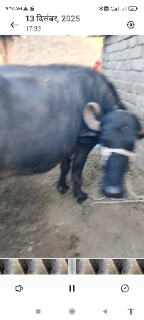 બીજુ વેતર ભેસ