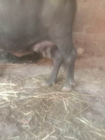 ભેંસ વેચવા ની છે સાટું કરવાનું