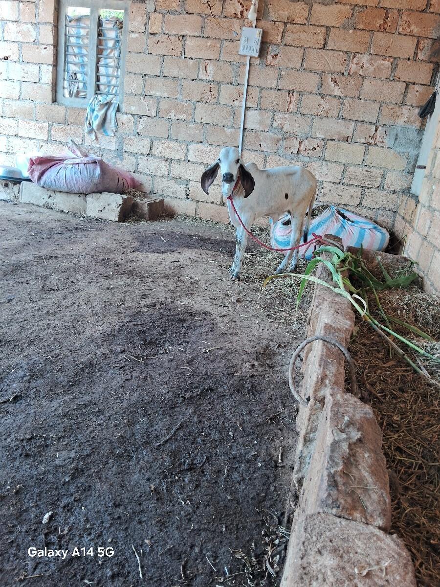 ગાય વેચ વાની છે