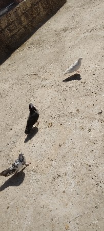 કબુતર વેચવાના છે