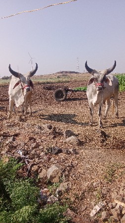 ચાર ચાર દાતે