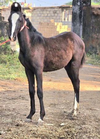 थंबनेल 2