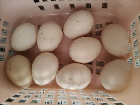 જાવા અસીલ મરઘા ના ઇંડા