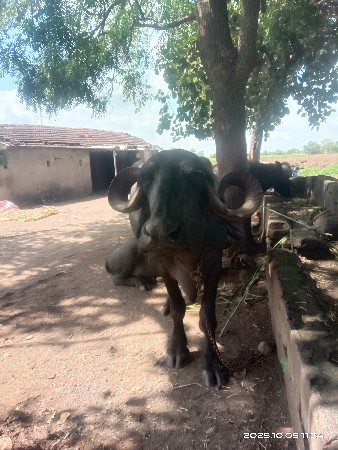 थंबनेल 3