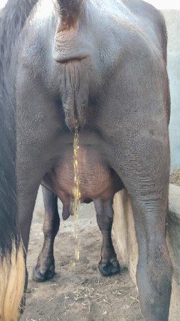 ભેંસ વેચવાની છે