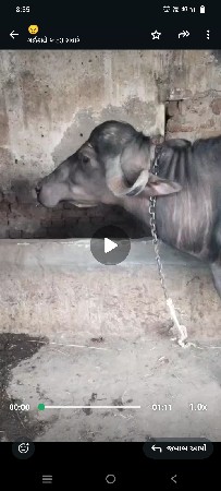 થંબનેલ 3