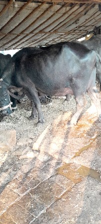 ભેંશ વેચવા ની છે