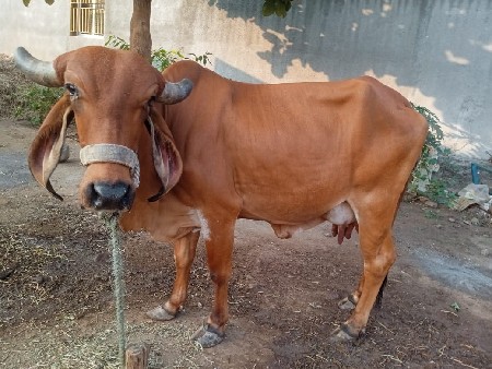 થંબનેલ 2