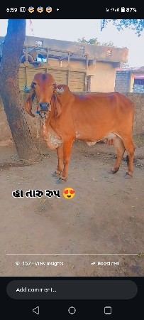 થંબનેલ 3