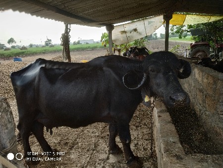 ભેંસ વેચવાની છે