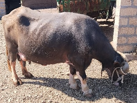 થંબનેલ 2