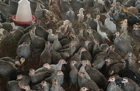 થંબનેલ 5