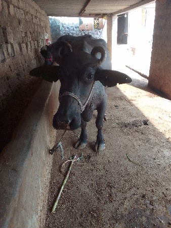 ભેંસ વેચવાની છે