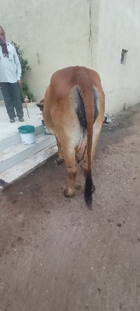 थंबनेल 2